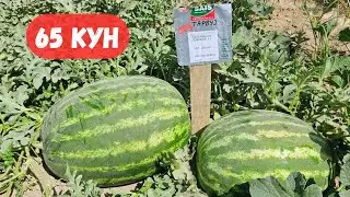 ЭРТАКИ 65 КУНЛИК ТАРВУЗ КОВУНЛАРИМИЗ.