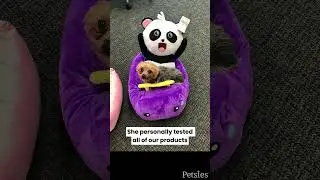 A Special Petsie for One of Our Team Members | MyPetsies©