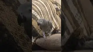 Попугай Гоша#Хорошка. Перекличка Таняяя - Гоша, на всякий случай...))