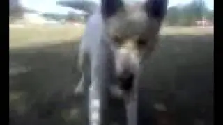The  Wolf