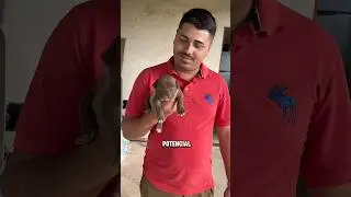 CLIENTE FICOU IMPRESSIONADO #cães #pets #canil