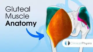 Gluteal Muscle Anatomy | What’s the Difference between the Gluteal Muscles? Expert Physio Guide
