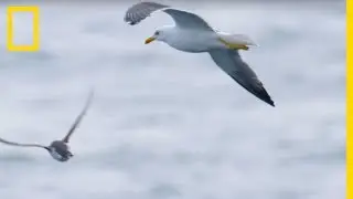 These gulls attack small guillemots