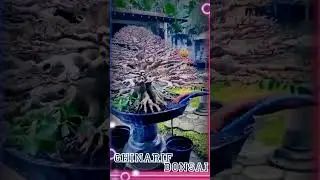 proses bonsai kimeng ganti media tanah 