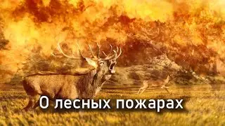 🔥О лесных пожарах