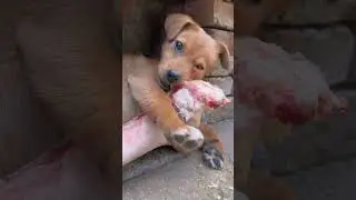 How a Happy Puppy Chews on a Giant Bone!