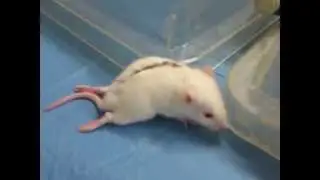 Kinesiology study of paraplegic rats