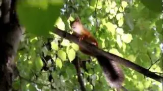 Царь-белка