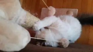 Тестирование новогоднего подарка.
