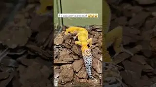 у вас так же 😇😅? #шутки #мем #рептилии #гекконы #эублефар #ящерица