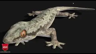 House gecko Model 3d for c4d free downloads (file describe)