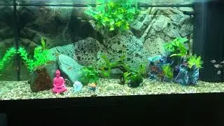 Get rid of green film of aquarium water