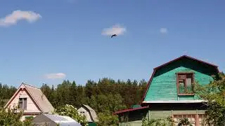 Птички гоняют хищника
