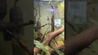 German blue ram in 40b planted