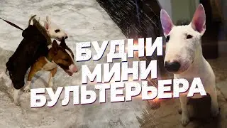 Мини Бультерьер Бус! Будни мини бультерьера. Прогулка. Игры.