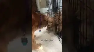 Mama dog disciplines her puppy! 