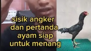 sisik angker, dan tanda tanda ayam siap untuk raih kemenangan
