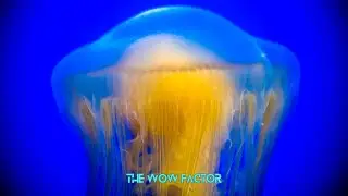 Jellyfish: The Alien Creatures of Our Oceans
