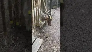 Swedish Goats