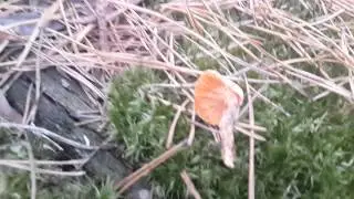 Лисичка ложная (Hygrophoropsis aurantiaca)