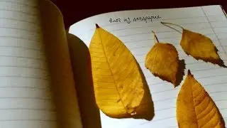Гинкго Двулопастный, Вкус ягоды Калины обыкновенной и Отдых с деревьями| влог из Дендрария