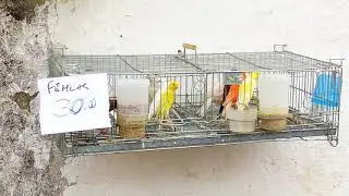 Caxias Fair - Belgian Canary Prices