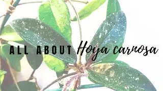 All About Hoya carnosa