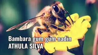 bambara gum gum (Athula Silva)