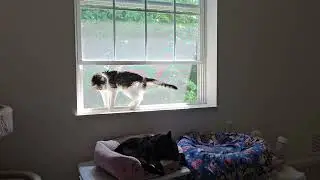Just a lazy Wednesday with my cats