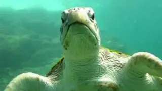 Дайвинг на Пхукете, THAI-DIVE.RU