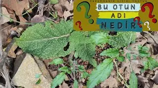 BU OTLARI TANIYAN VAR MI? / Yenir mi Yenmez mi? / Zehirli mi?