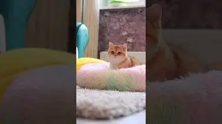 How to Give a Cat a Pill in Less than a Minute.