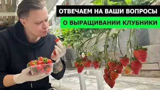 All About Strawberries // Light // Watering // Climate // Pests