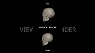 Human Skull sculpting in Blender / Timelapse. 