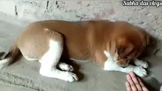 বন্ধুরা আমার পোশা কুকুরটা মারা গেল.