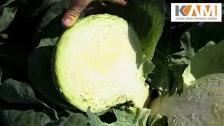 Капуста белокочанная Пассат от Бейо Заден