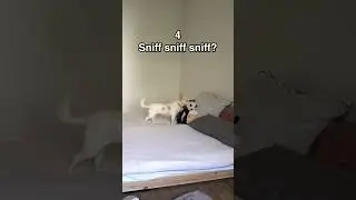 The human won't suspect a thing 