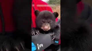The bear cub ran out onto the road to ask passing cars for help.