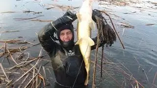 За сазаном в конце марта Подводная охота Александр Кочубей
