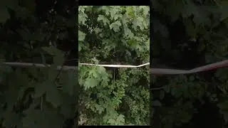 🐀 Uwaga! Deratyzacja przy metrze Centrum! 🚧