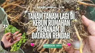 Eps.354.Belajar mandiri pangan, tanam-tanam lagi di kebun rumahan 🏡.