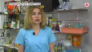 Сокращение популяции бездомных животных