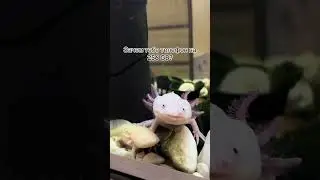 Вот зачем 👌 