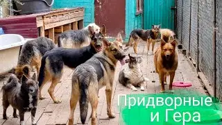 Квадратная банда и лечение овчарки Геры