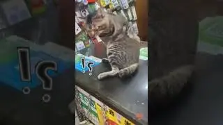 #funnycat