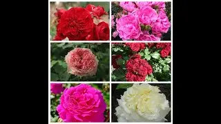 Отличные розы от питомника Анна Розы🌹🌹🌹🤗. Распаковка
