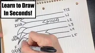Lumbar Plexus Drawing - Lumbar Plexus Made Easy!