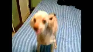 Dog sizzles ,watch all // Собака жжот ,смотреть всем