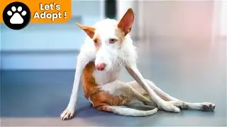 Asombrosa Transformación De Un Perro Que Se Arrastraba Por El Suelo Con La Espalda Rota