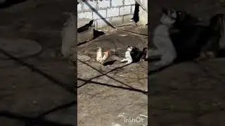 СОБАКА ИГРАЕТ С ПЕТУХОМ,😆😆🐓🐓🐓 dog playing with cock